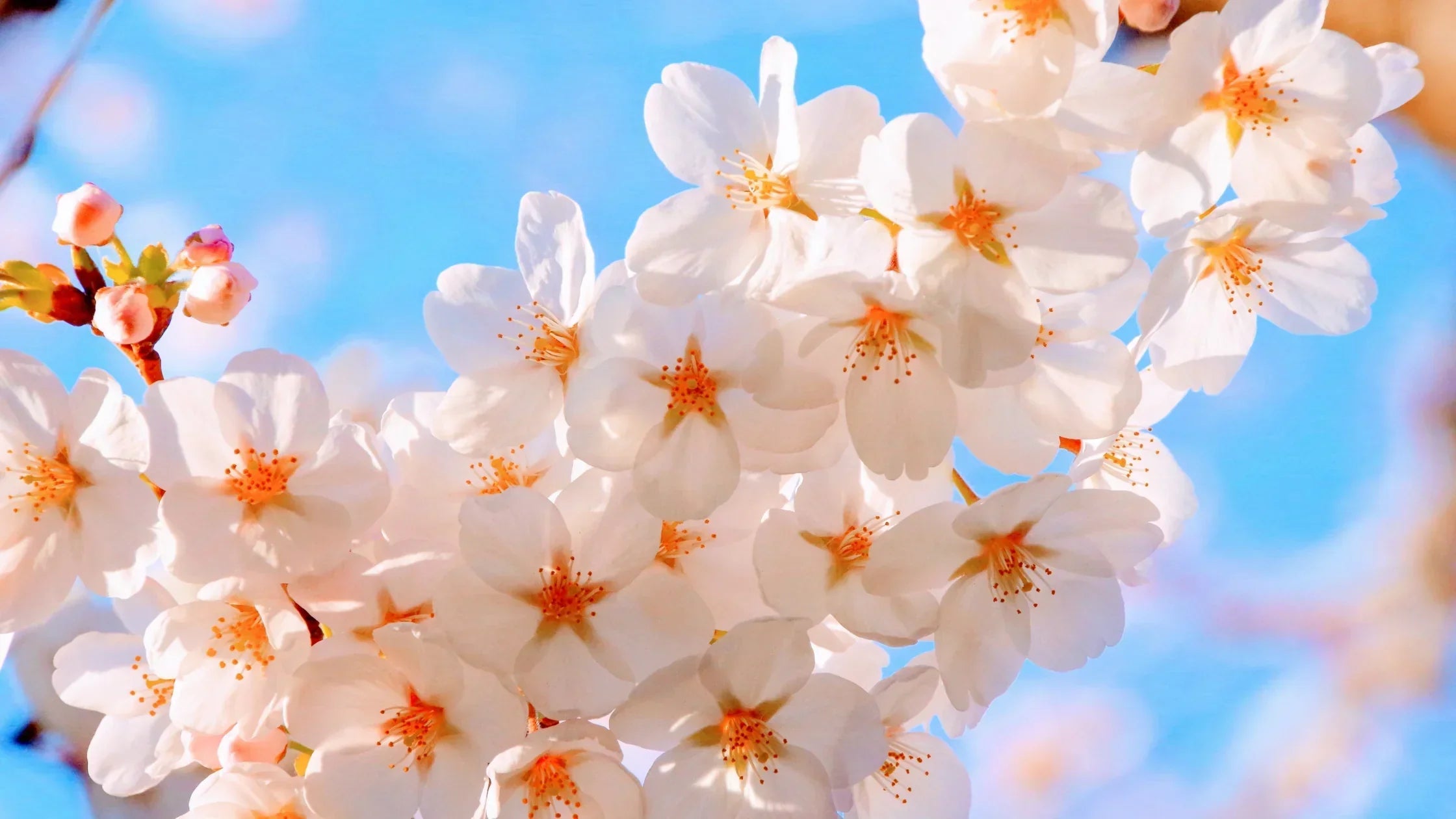 Cherry blossoms in full bloom, representing Japanese spring décor with sakura flowers and seasonal home accents.